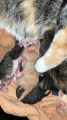 Chaton nouveau-né à la hauteur du statut de chat orange