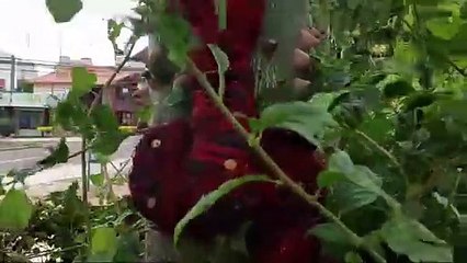 ARBOL BRUJERIA PRIMER ANILLO