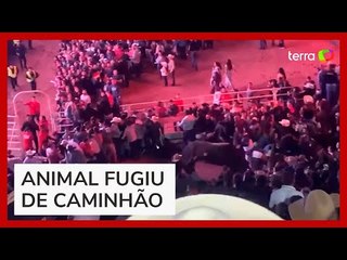Touro invade arena durante rodeio no interior de São Paulo