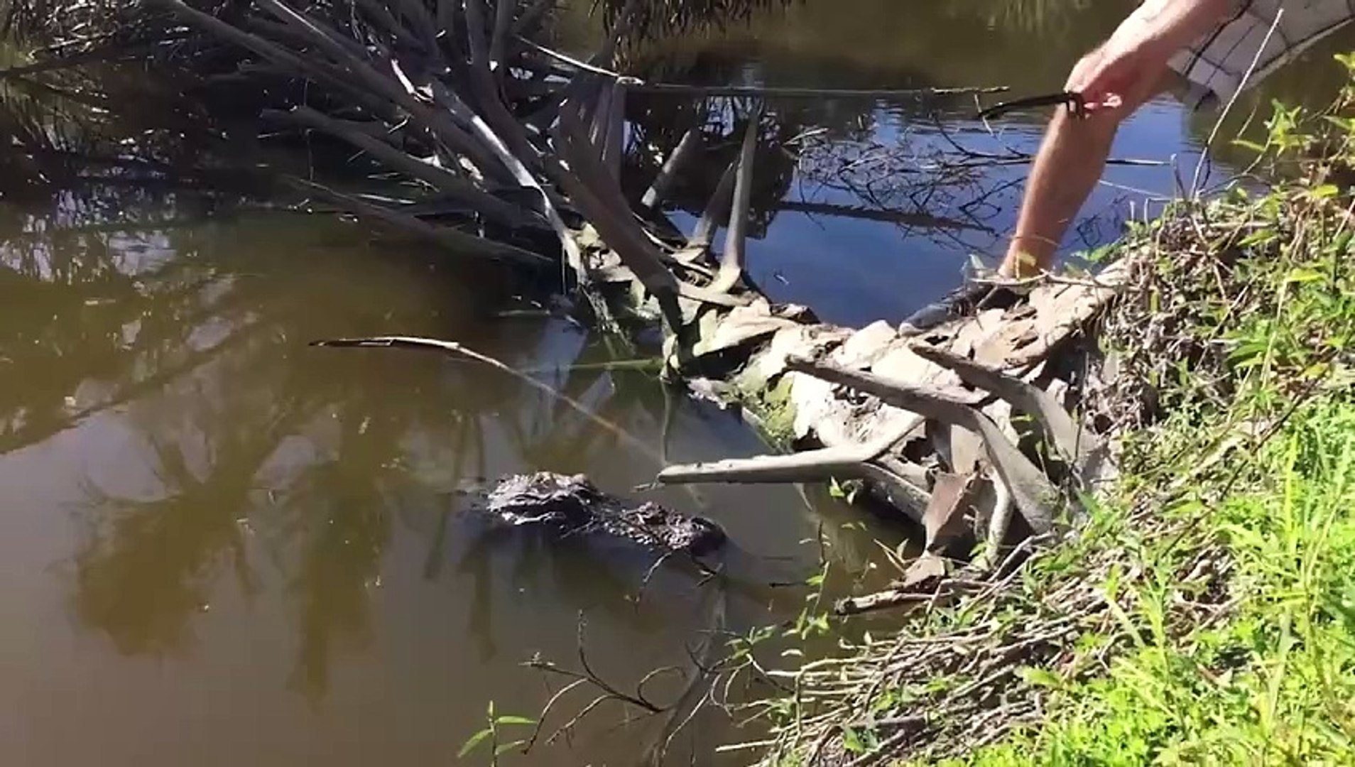 ⁣Les rencontres de reptiles les plus drôles