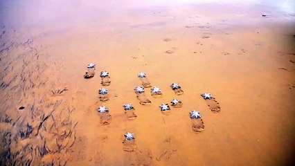 " TORTUES LUTH HAPPENING CAYENNE " JAK ARNOULD ©ADAGP