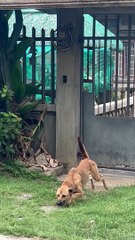 Paxton The Aspin Climbs Over The Gate