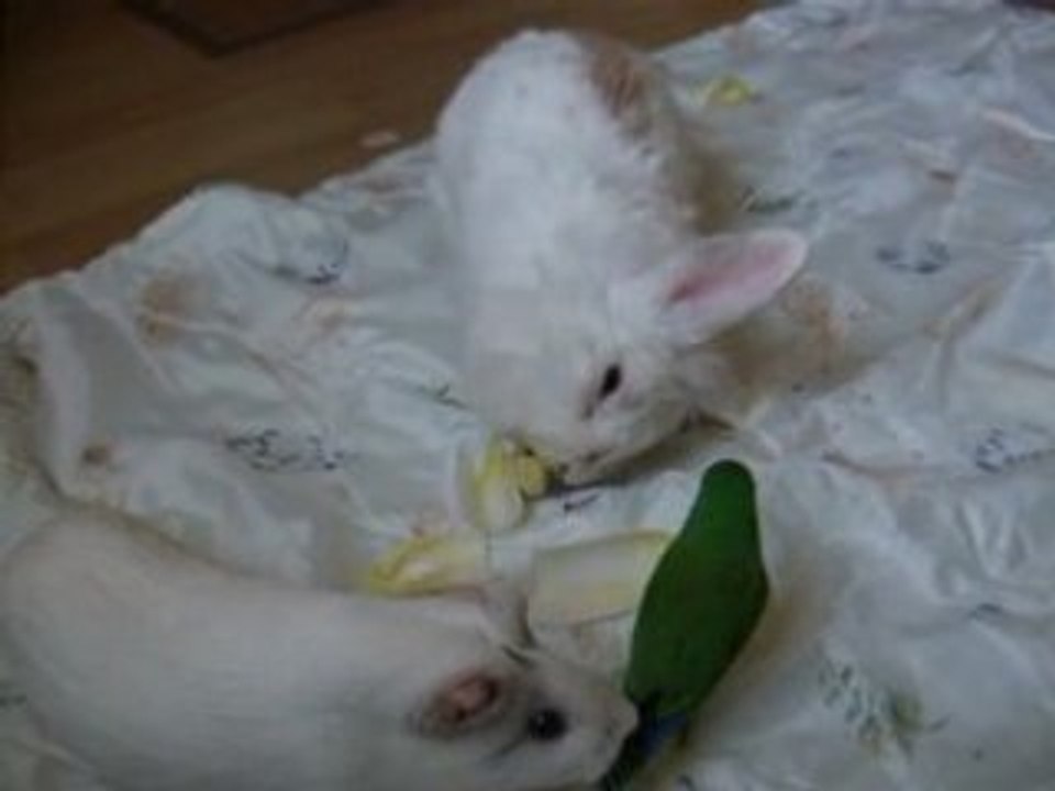 L'ENDIVE !