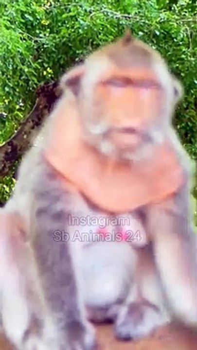 Danger Monkey Shorts, Funny Honuman Reels, Langoor Viral Video, Monkey Video, Animal's Shorts Video #Animalsvideo#Wildanimals#Monkeyvideo