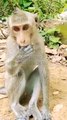 Funny Honuman Video, Monkey Video, Animal's Shorts, Animals Short, Wildlife Animals #Animals#Trendingvideo#Viralmankey