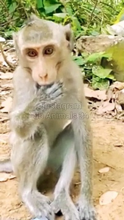 Funny Honuman Video, Monkey Video, Animal's Shorts, Animals Short, Wildlife Animals #Animals#Trendingvideo#Viralmankey