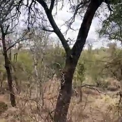 Leopard Duo Hoists Impala Kill Outwits Hyena In Daring Escape