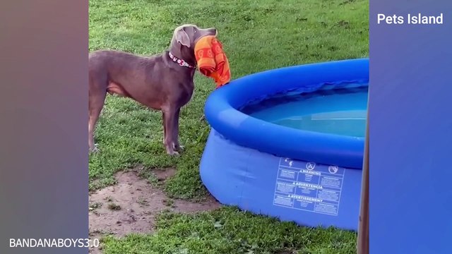 When your dog knows he has 200 IQ FUNNIEST DOG EVER!