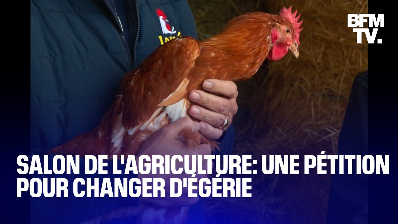 Poule, cochon, mouton...une pétition appelle à détrôner la vache de sa place d'égérie du Salon de l'agriculture