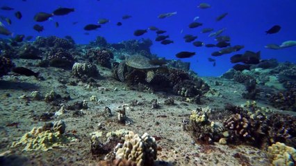 pexels-daniel-torobekov-5754021 (1080p)