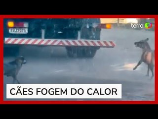 Cachorros correm atrás de caminhão pipa para aliviar calor no MS