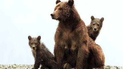 Bande annonce "Grizzly"