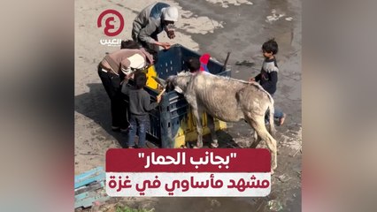 "بجانب الحمار" .. مشهد مأساوي في غزة