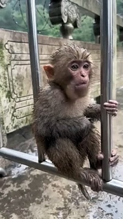 Monkey