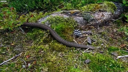 世界で最も珍しくて奇妙なヘビ