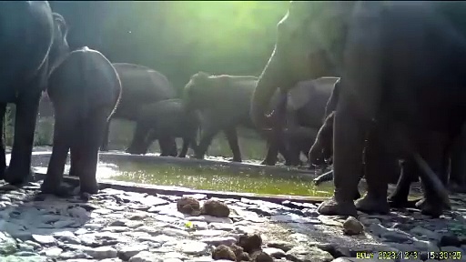 வனத்துறை சார்பில் அமைக்கப்பட்ட தொட்டியில் தண்ணீரை பார்த்ததும் குடும்பத்துடன் கும்மாளம் போடும் காட்டு யானைகள்