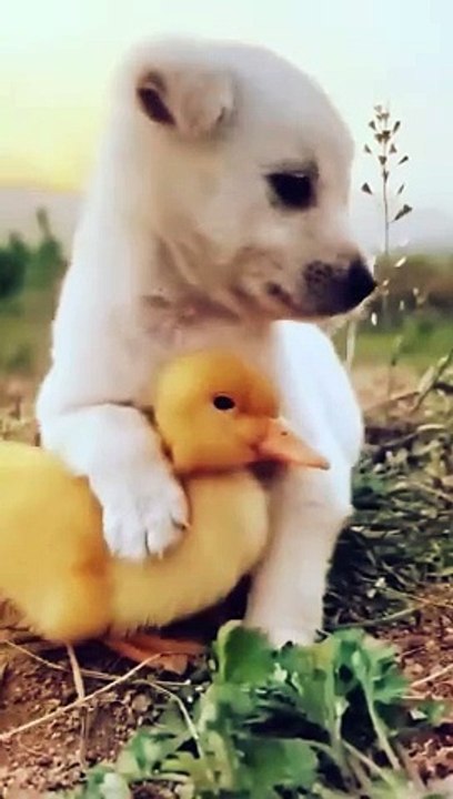 Animal Life