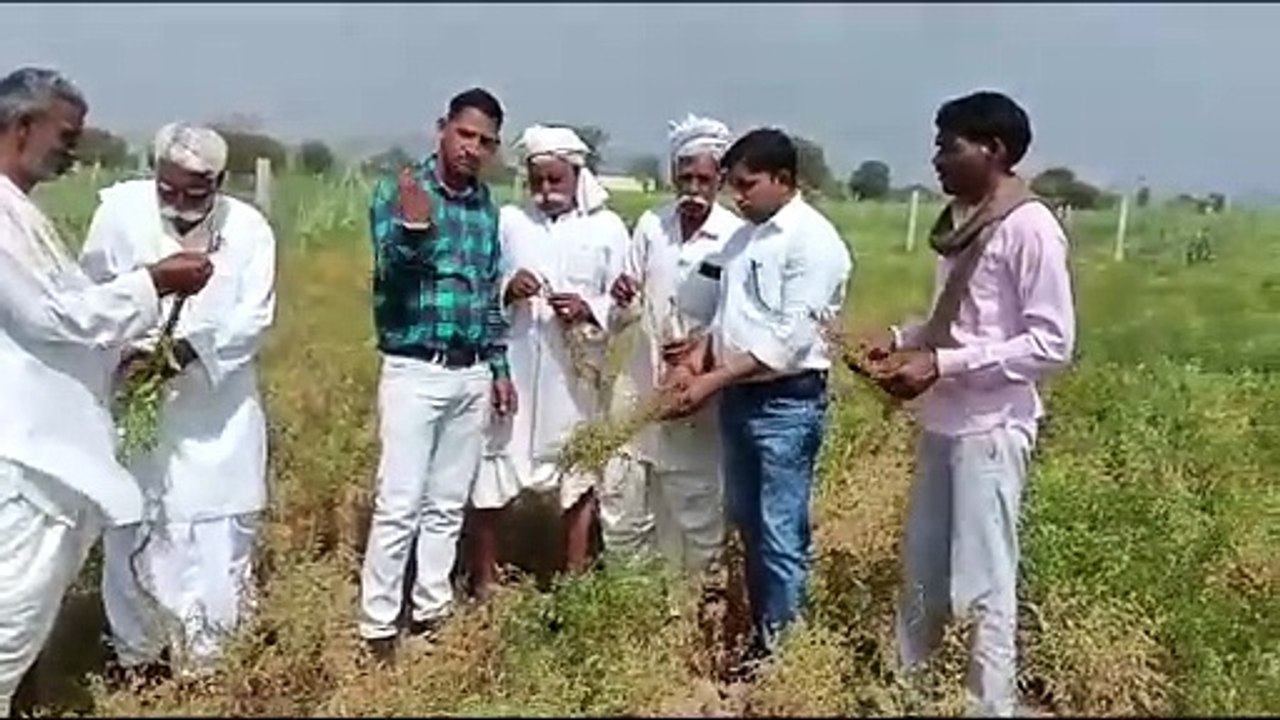 चने में रोग लगने से मुरझा रही फसल, किसानों को बाजार से खरीदनी पड़ रही महंगी दवाएं