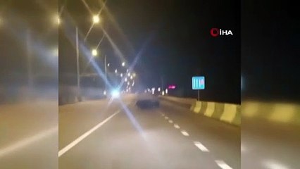 Anayola çıkan domuzlar, sürücülere zor anlar yaşattı