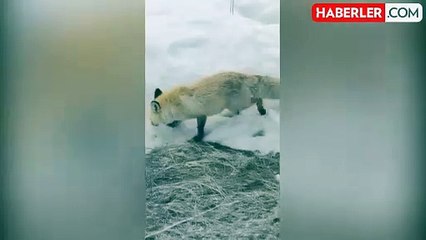 Ardahan'da aç kalan tilkilerin kar altında yem arayışı ve avları görüntülendi