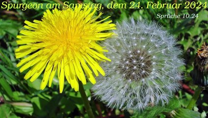 Spurgeon am Samstag, dem 24. Februar 2024