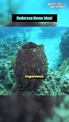 Lobster's Cozy Retreat in Giant Barrel Sponge!  | BOI