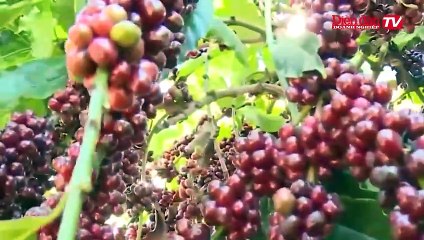 Ngành cà phê Việt và bài toán tinh chế để xuất khẩu