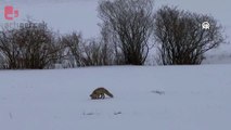 Tilkilerin kar altında avlanma anları kameraya yansıdı