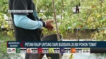Warga Kupang Raup Cuan dari Hasil Budidaya 20 Ribu Pohon Tomat