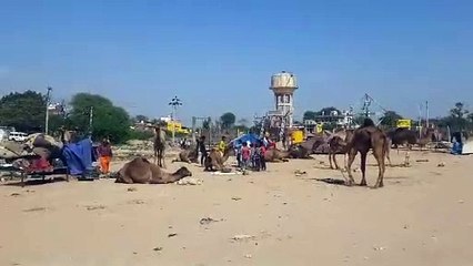 राजस्थान के इस प्रसिद्ध पशु मेले के अस्तित्व पर संकट, हर वर्ष कम हो रही पशुओं की आवक