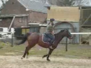 Petite séance d'obstacle en vidéos