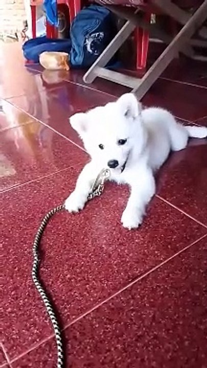 Cute dog barking