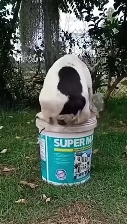 Funny+animals+2023%F0%9F%98%86+-+Funniest+Cats+and+Dogs+Video%F0%9F%90%95%F0%9F%90%88211+%23shorts-(1080p60)