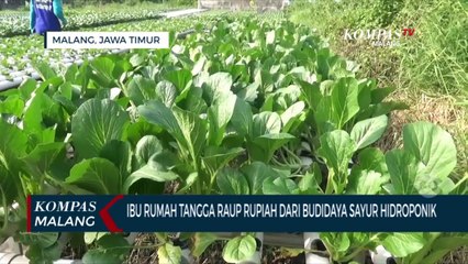 Ibu Rumah Tangga Raup Cuan dari Budidaya Sayur Hidroponik