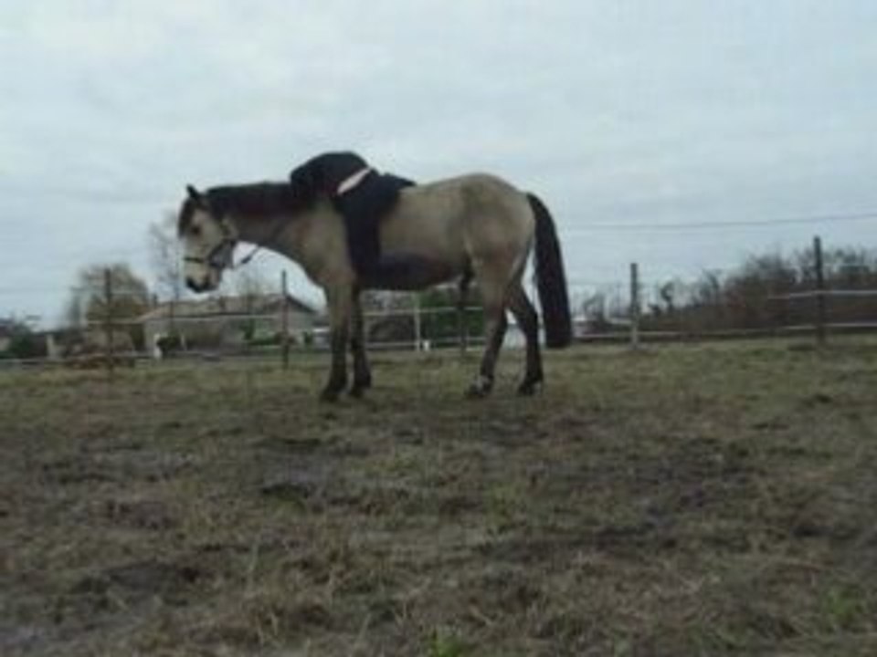 Monter à cru, toute une technique !