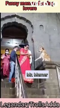 Funny Memes for Dog Lovers | Human Vs Dog | Joys for dogs Vs sorrows for humans | Funny Shorts #LegandaryTrollsAdda