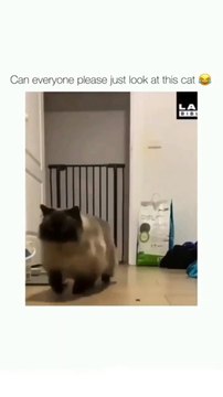 “cutecats” #funny #funnyvideo #funnyanimals #funnyshorts #cat #cutecat #funnycats