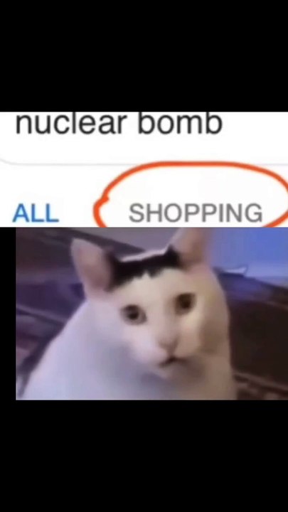 cat meme