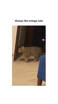 “cutecats” #funny #funnyvideo #funnyanimals #funnyshorts #cat #cutecat #funnycats