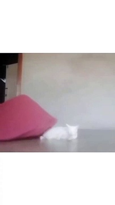 “cutecats” #funny #funnyvideo #funnyanimals #funnyshorts #cat #cutecat #funnycats