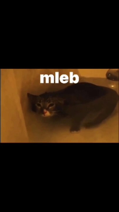funny and cute cats #shortvideo #shorts