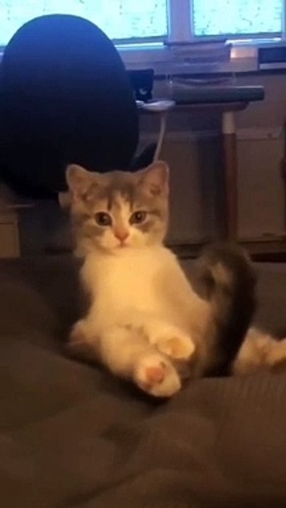Funny Cats #cute #cat #short #funny #funnyvideo #funnyanimals #funnyshorts #cat #cutecat #funnycats