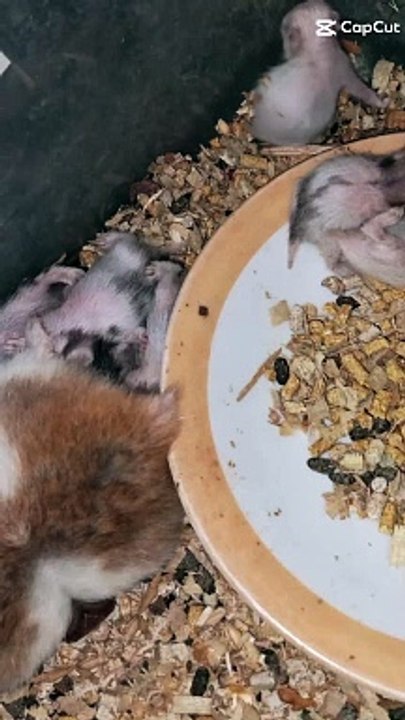 hamster