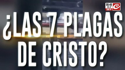 La línea A de subte invadida por insectos