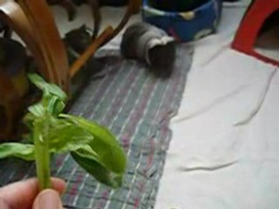 Encore du basilic