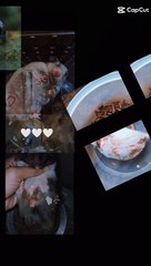 Hamster Lover Ka din ba⁉️⁉️