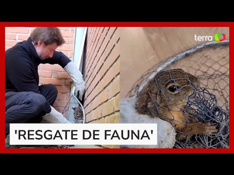 Biólogo de SC faz sucesso nas redes sociais ao compartilhar resgates de animais silvestres