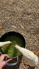 Ducklings Have Zero Table Manners