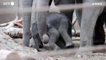 Lo zoo di Copenaghen da' il benvenuto a un cucciolo di elefante