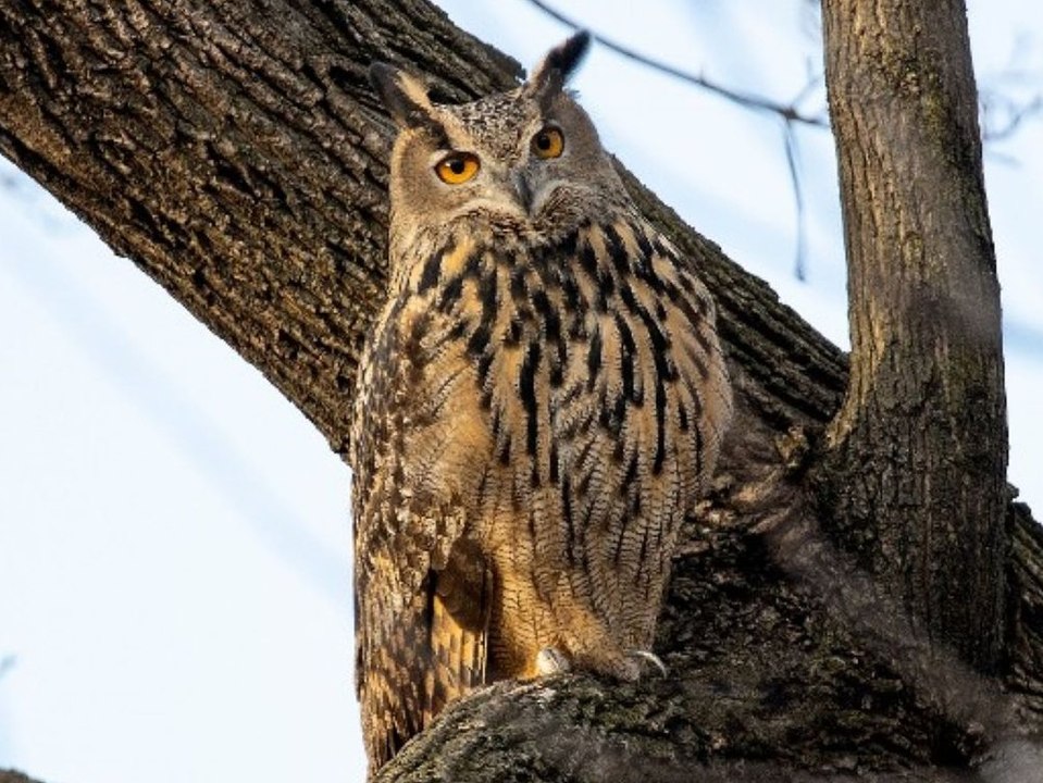 New Yorker Uhu 'Flaco' nach Gebäude-Kollision tot
